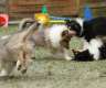 Wir haben Colliewelpen in darksable /...
